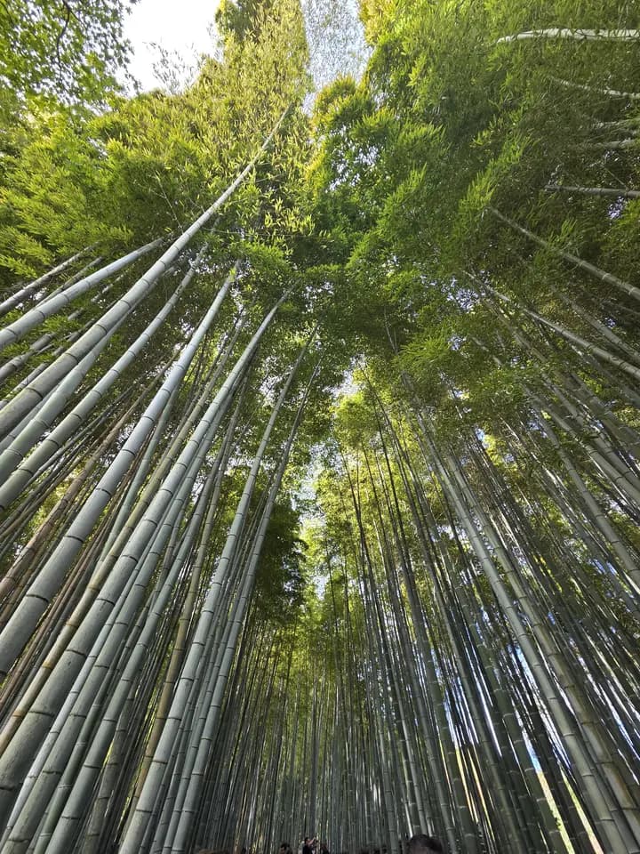 Looking up through the Arashiyama bamboo grove