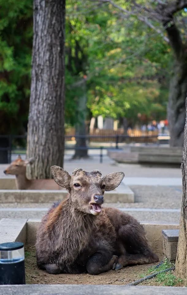 A deer resting in Nara Park